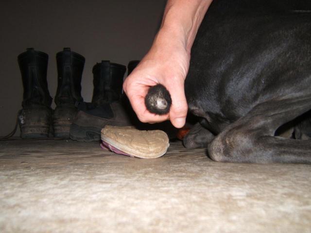 Molly 010